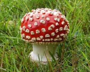 How Shrooms online  Is Beneficial?