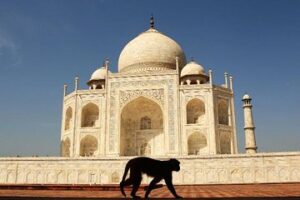 Agra Tour Packages From Ahmedabad