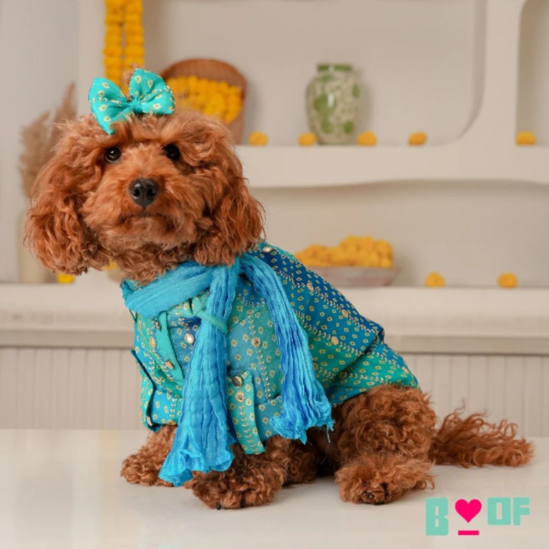 festive dog kurta