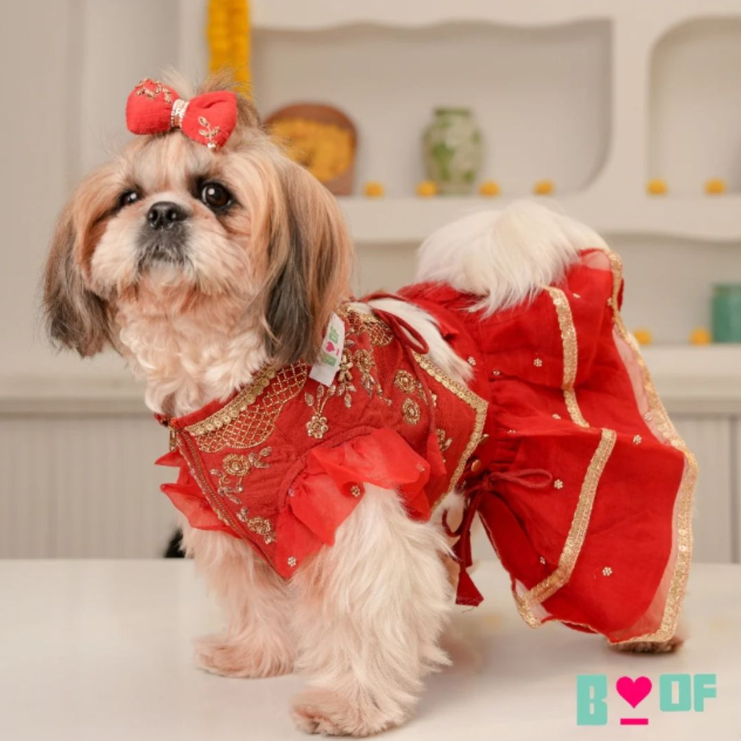festive dog lehenga