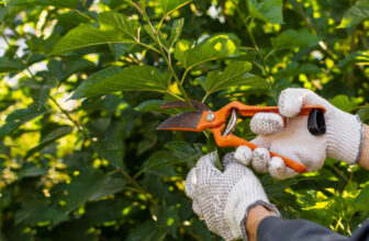 Tree Services Canberra