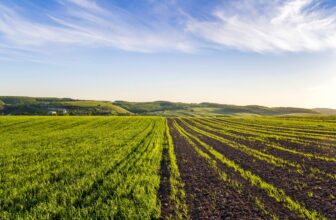 Plot for sale in Faisalabad