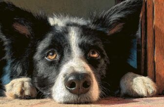 Artistic close-up portrait of a black-and-white Border Collie lying on the floor, head resting between paws, peeking around a wooden door frame with big amber eyes and fluffy perked ears, looking curious and attentive in a warm indoor setting.