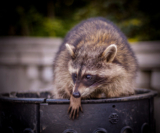 Wildlife Removal in Mississauga: Protecting Your Home and Environment