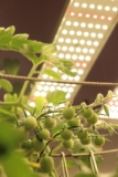Latest Developments in Horticulture LED Chips: What You Need to Know?