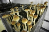 Discover the Best Magic Mushrooms for Sale Online: Safe, Reliable, and High-Quality