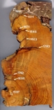What is Dendrochronology