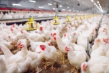 Planning a Medium Scale Broiler Chicken Operation: Building 5000 Chickens with Automatic Feeding Systems