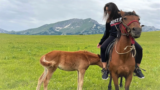 Horse Riding in Montenegro: An Unforgettable Experience