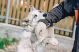 Bitten by a Dog in St. Louis or Columbia? Here’s How the Right Lawyer Can Help