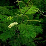 HOW DOES KHADIRA HELP THE SKIN?