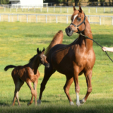 Al-Ameera Stud: A Legacy of Excellence in Purebred Arabian Horse Breeding