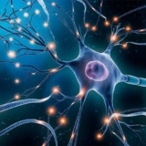 The Role of Neurology in the Study of the Nervous System