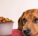 Dehydrated Pet Food Market Growth Trends and Insights 2032