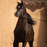Experience the Elegance of Arabian Horses at Al-Ameera Stud