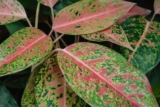 Air-Purifying Qualities of Aglaonema Pink: Health Benefits for Your Home