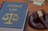 Common Myths About Dog Bite Claims Debunked by Newport Beach Attorneys