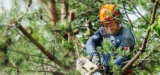Baxter’s Tree Service: Comprehensive Tree Care for a Beautiful and Safe Landscape