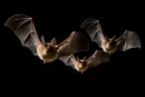 Are Local Bat Removal Services Right for Your Home?