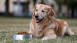 Burns Dog Food – A Complete Guide