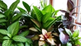 Calathea Couture: Stunning Varieties and How to Care for Them
