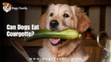 Can Dogs Eat Courgette