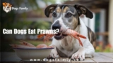 Can Dogs Eat Prawns