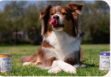 Best Pets in Lucknow – Shop Dogs, Cats & Birds
