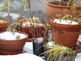 A Complete Guide on Winter Plant Care.