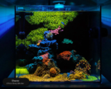 Why Waterbox Aquariums are the Ideal Choice for Coral Enthusiasts?