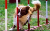 Top 10 Dog Sports to Try in 2024
