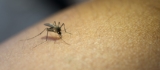 Dengue Fever: Reason, Symptoms, and Treatment