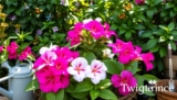 Growing Dipladenia: Best Care Practices for Stunning Growth