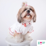 Lightweight Dog Clothes to Beat the Summer Heat