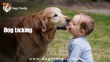 Dog Licking