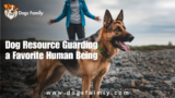 Dog Resource Guarding a Favorite Human Being