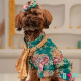 Buy the cutest dog clothes and dresses before they sell out