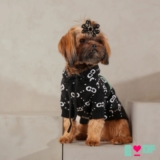 Top Reasons Your Dog Needs Cozy Dog Sweaters