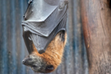 Expert Tips for Safe and Efficient Bat Removal in Houston