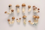 Exploring Psilocybin Microdosing as a Treatment for Depression