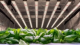Why Growers Prefer Full Spectrum LED Lighting