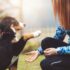 The Hidden Challenges of Owning Cats: Why Proper Training is Essential