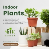 Gardengik: The Online Application for the Best Indoor Plants