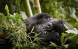 How Can I Get a Rwanda Safari Cheap?