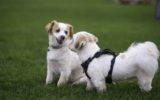 Why Do Dogs Chew on Everything?