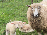 Top Tips for Raising Healthy English Leicester Sheep in Australian Conditions