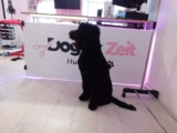 Entfalten Sie das Beste in Ihrem Hund: Premium-Grooming-Dienste bei Doggy Zeit – Hundesalon & Hundebetreuung