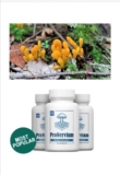 Cordyceps Living being: The Cure-All Life form With Incredible Prosperity Benefits