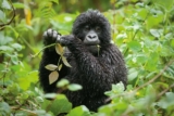 Is a 2-Day Rwanda Safari Enough?