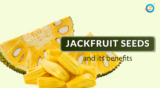 Benefits of Jackfruits Seeds in Diabetes Control